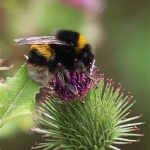 Bombus terrestris at Port Arthur, TAS - 13 Feb 2025 11:37 AM