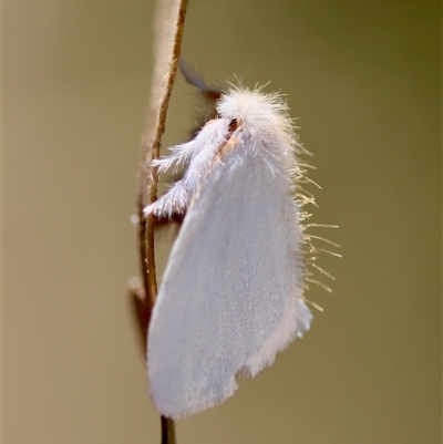 Acyphas (genus) (Lymantriinae, Erebidae) at Mongarlowe, NSW - 18 Feb 2025 by LisaH