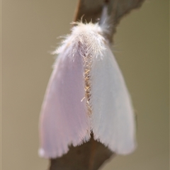 Acyphas (genus) at Mongarlowe, NSW - suppressed