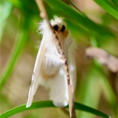 Acyphas (genus) at Mongarlowe, NSW - suppressed