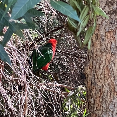 Alisterus scapularis (Australian King-Parrot) at Gungahlin, ACT - 17 Feb 2025 by Timberpaddock