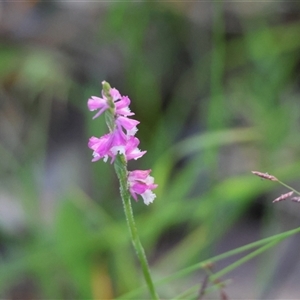 Spiranthes australis at Moruya, NSW - suppressed