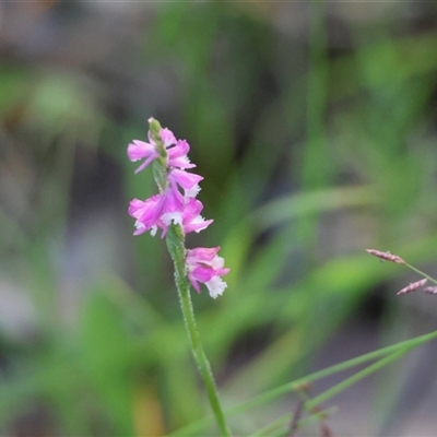 Spiranthes australis (Austral Ladies Tresses) at Moruya, NSW - 18 Feb 2025 by LisaH