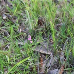 Spiranthes australis at Moruya, NSW - suppressed