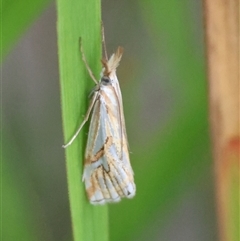 Hednota pleniferellus (A Grass moth) at Moruya, NSW - 18 Feb 2025 by LisaH