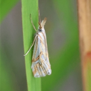 Unidentified Moth (Lepidoptera) by LisaH