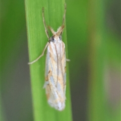 Hednota pleniferellus at Moruya, NSW - suppressed