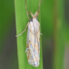 Hednota pleniferellus at Moruya, NSW - suppressed