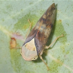 Brunotartessus fulvus (Yellow-headed Leafhopper) at Watson, ACT - 16 Feb 2025 by Harrisi