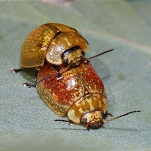 Unidentified Leaf beetle (Chrysomelidae) at Yarralumla, ACT - Yesterday by TimL