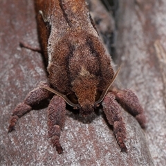 Elhamma australasiae (A Swift or Ghost moth (Hepialidae)) at Yarralumla, ACT - 18 Feb 2025 by TimL