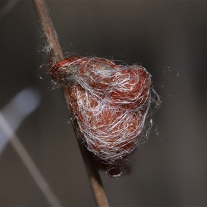 Austracantha minax at Yarralumla, ACT - 18 Feb 2025 01:07 PM