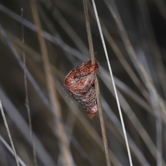 Austracantha minax at Yarralumla, ACT - 18 Feb 2025 01:07 PM