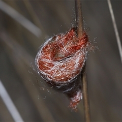 Austracantha minax at Yarralumla, ACT - 18 Feb 2025 01:07 PM