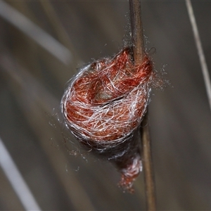 Austracantha minax at Yarralumla, ACT - 18 Feb 2025 01:07 PM