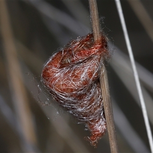 Austracantha minax at Yarralumla, ACT - 18 Feb 2025 01:07 PM