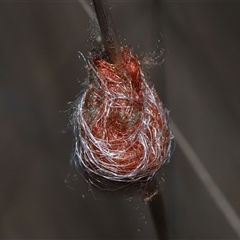 Austracantha minax at Yarralumla, ACT - 18 Feb 2025 01:07 PM