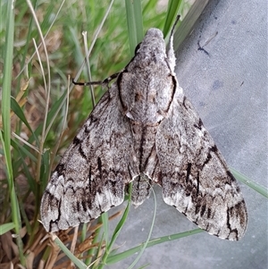 Psilogramma casuarinae (Privet Hawk Moth) at Hackett, ACT - 18 Feb 2025 by UserYYUcWrIf