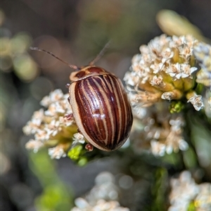 Unidentified Leaf beetle (Chrysomelidae) at Wilsons Valley, NSW - 17 Feb 2025 by Miranda