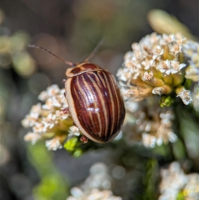 Paropsisterna lignea (Lignea leaf beetle) at Wilsons Valley, NSW - 17 Feb 2025 by Miranda