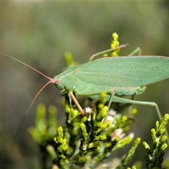 Torbia viridissima (Gum Leaf Katydid) at Wilsons Valley, NSW - 17 Feb 2025 by Miranda