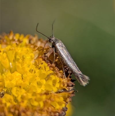 Stathmopodidae (family) (A Concealer moth) at Wilsons Valley, NSW - 17 Feb 2025 by Miranda