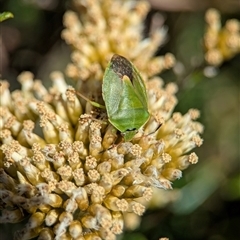 Ocirrhoe lutescens (A shield bug) at Wilsons Valley, NSW - 17 Feb 2025 by Miranda