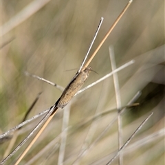 Faveria tritalis (Couchgrass Webworm) at Wilsons Valley, NSW - 17 Feb 2025 by Miranda