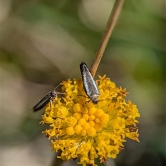 Tritymba unidentified species (Plutellid moth) at Wilsons Valley, NSW - 17 Feb 2025 by Miranda