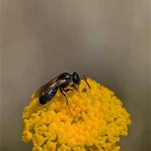 Unidentified Bee (Hymenoptera, Apiformes) at Wilsons Valley, NSW - 17 Feb 2025 by Miranda