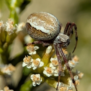 Araneidae (family) (Orb weaver) at Wilsons Valley, NSW - 17 Feb 2025 by Miranda