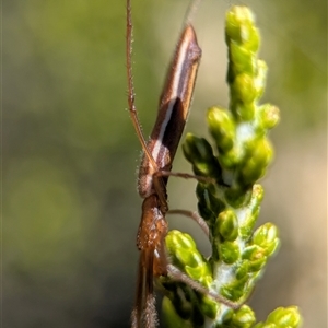 Tetragnatha sp. (genus) (Long-jawed spider) at Wilsons Valley, NSW - 17 Feb 2025 by Miranda