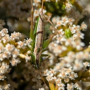 Unidentified Grasshopper, Cricket or Katydid (Orthoptera) at Wilsons Valley, NSW - 17 Feb 2025 by Miranda