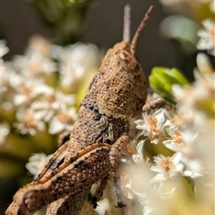 Acrididae sp. (family) (Unidentified Grasshopper) at Wilsons Valley, NSW - 17 Feb 2025 by Miranda