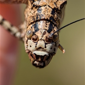 Unidentified Katydid (Tettigoniidae) at Wilsons Valley, NSW - 17 Feb 2025 by Miranda