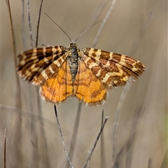 Chrysolarentia chrysocyma (Small Radiating Carpet) at Wilsons Valley, NSW - 17 Feb 2025 by Miranda