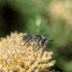 Leioproctus sp. (genus) (Plaster bee) at Wilsons Valley, NSW - 17 Feb 2025 by Miranda