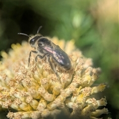 Leioproctus sp. (genus) at Wilsons Valley, NSW - 17 Feb 2025 01:13 PM