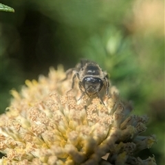 Leioproctus sp. (genus) at Wilsons Valley, NSW - 17 Feb 2025 01:13 PM