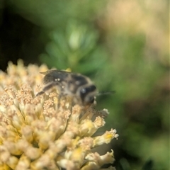 Leioproctus sp. (genus) at Wilsons Valley, NSW - 17 Feb 2025 01:13 PM