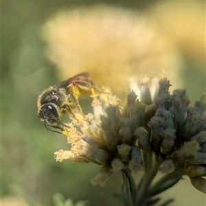 Unidentified Bee (Hymenoptera, Apiformes) at Wilsons Valley, NSW - 17 Feb 2025 by Miranda