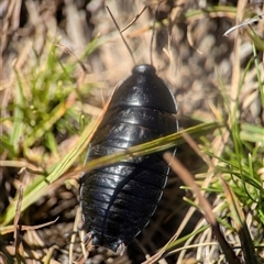 Platyzosteria sp. (genus) (Litter runner cockroach) at Wilsons Valley, NSW - 17 Feb 2025 by Miranda