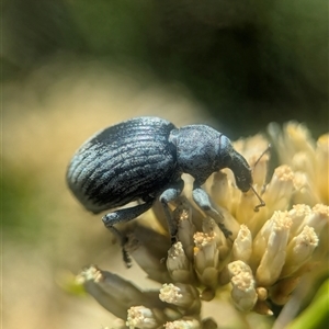 Unidentified Weevil (Curculionoidea) at Wilsons Valley, NSW - 17 Feb 2025 by Miranda