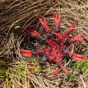 Aseroe rubra at Wilsons Valley, NSW - 17 Feb 2025 by Miranda