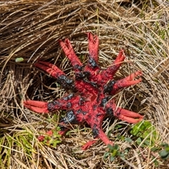 Aseroe rubra at Wilsons Valley, NSW - 17 Feb 2025 01:46 PM