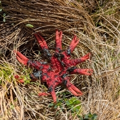 Aseroe rubra at Wilsons Valley, NSW - 17 Feb 2025 01:46 PM