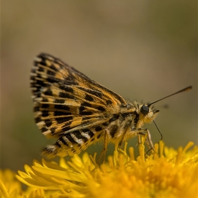 Hesperilla munionga (Alpine Sedge-Skipper) at Wilsons Valley, NSW - 17 Feb 2025 by Miranda