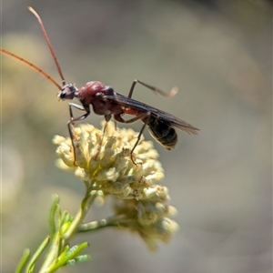 Unidentified Wasp (Hymenoptera, Apocrita) at Wilsons Valley, NSW - 17 Feb 2025 by Miranda