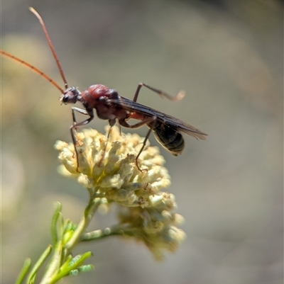 Myrmecia sp. (genus) (Bull ant or Jack Jumper) at Wilsons Valley, NSW - 17 Feb 2025 by Miranda