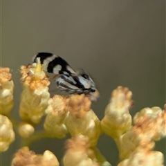 Quasicooronga connecta (A fruit fly) at Wilsons Valley, NSW - 17 Feb 2025 by Miranda